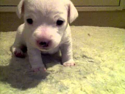 BABY JACK RUSSELL - YouTube