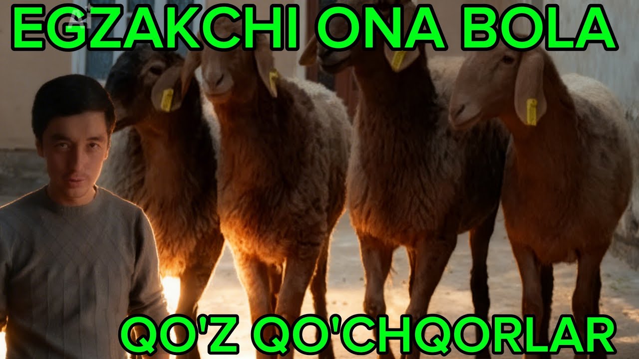 EGZAKCHI🔥 ONA BOLA🔥 YIRIK ONA BOLA SOVLIQ QO'ZI QO'CHQOR 