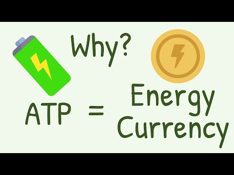 Video: Waarom word ATP as energiegeldeenheid gebruik?