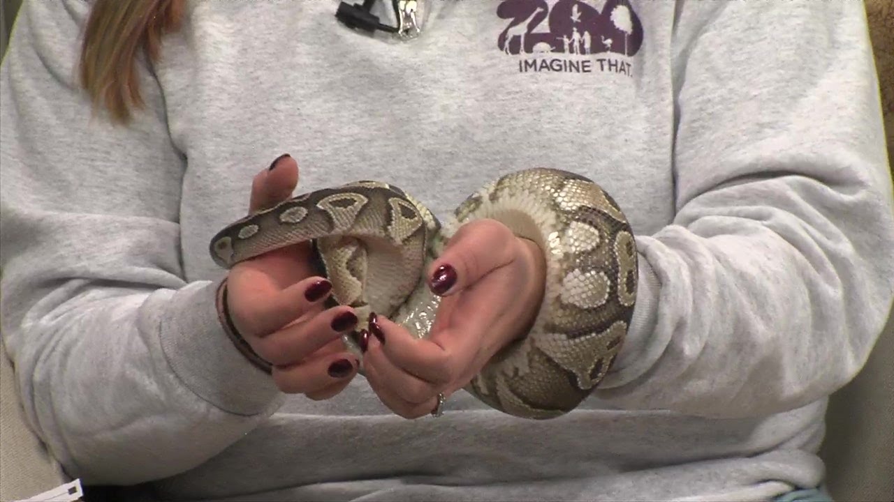 Blank Park Zoo's new ball python, 'Milky Way'