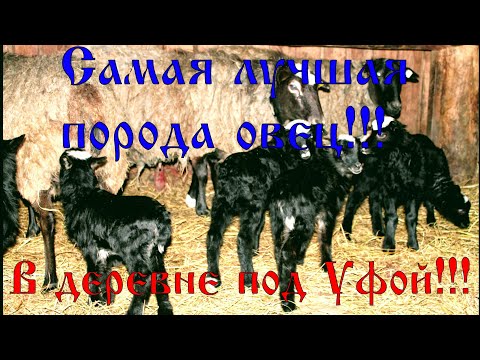Самая лучшая порода овец!!!#романовская #эдильбаевская #гибрид овец #курдючная #полукурдючная