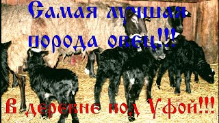 Самая лучшая порода овец!!!#романовская #эдильбаевская #гибрид овец #курдючная #полукурдючная