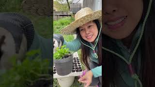 Transplanting seedlings