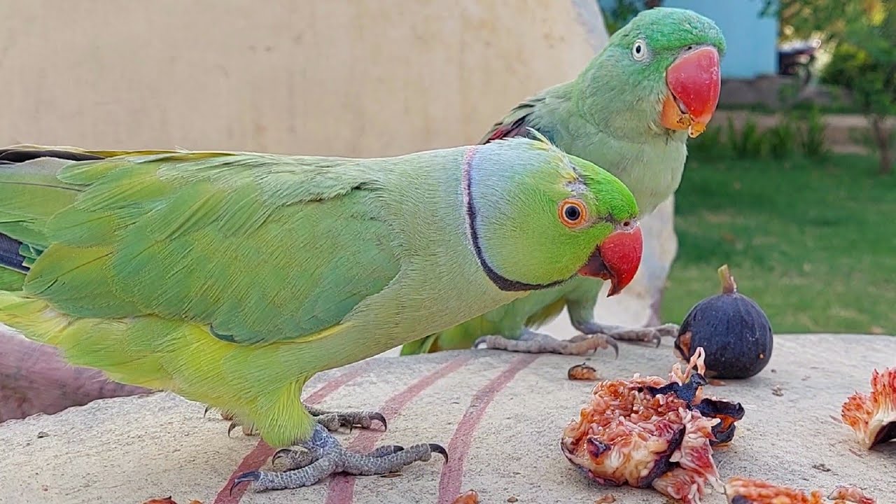 Can Parrots Eat Figs? Discover Nutritional Benefits!