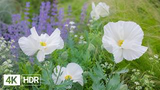 🌺 Nature’s Floral Beauty in 4K | Peaceful Blooms & Soft Piano screenshot 5