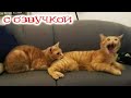 Приколы с котами! Смешные коты С ОЗВУЧКОЙ! Самые смешные животные