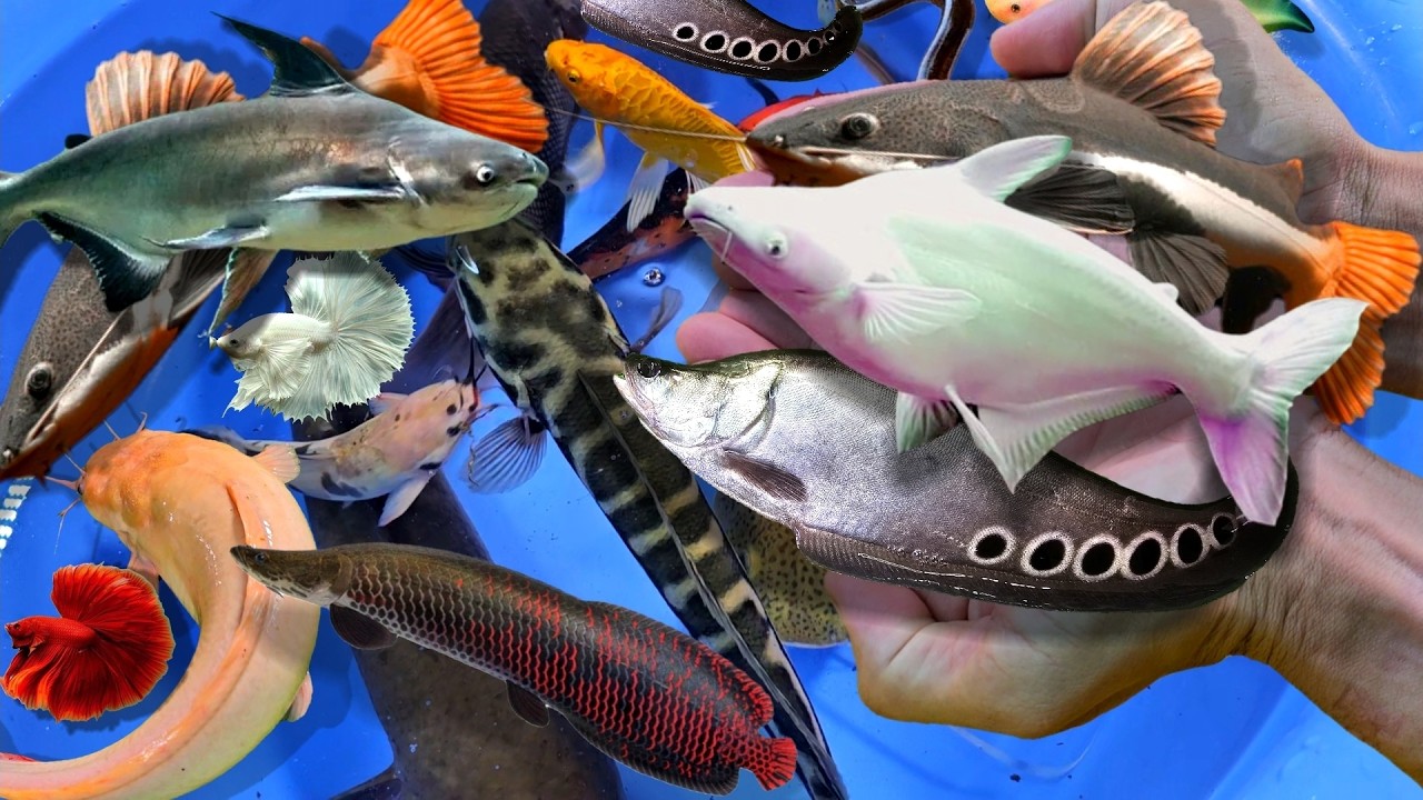 Bắt cá cảnh nước ngọt, cá sấu, cá nemo, cá trê, cá rô, cá ba đuôi, cá kiểng