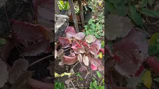 #museum #flowers #videoshorts