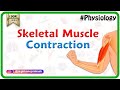Muscle Contraction Mechanisms at the Neuromuscular Junction