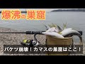 ダイソーワーム釣りで1時間でカマスが満タン!爆沸きスポットがエグすぎた・・