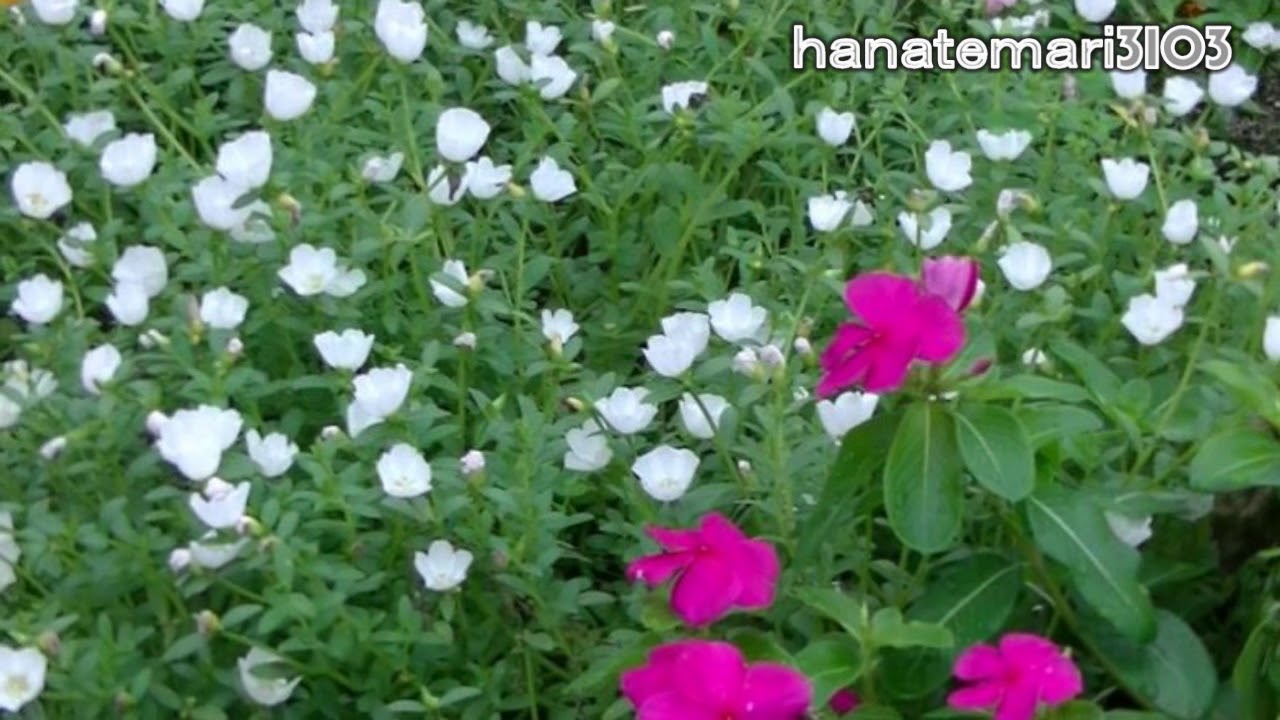 はしご酒 ナレーター