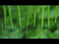 Relaxing Music and Soft Rain Sounds: Beautiful Relaxing Piano Music, Sleep Music, Calming Background