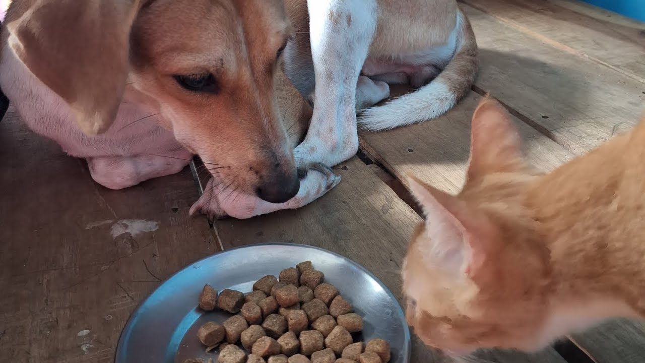 funny cat🐈Dog don't like dog food but cat likes dog food😋😊 ️🤣 YouTube