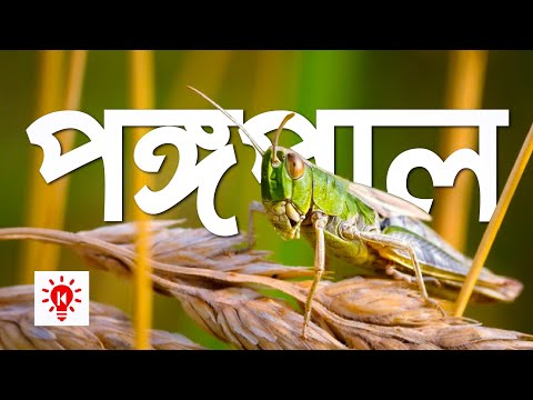 ভিডিও: বাইবেলে পঙ্গপাল?