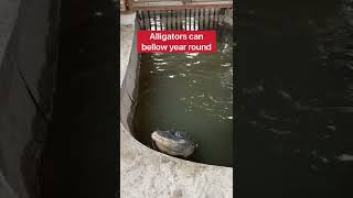 Why Do Alligators Bellow?