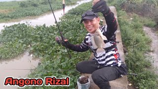 Download Lagu KAHIT SUBRANG LABO NG TUBIG NAKADALI PARIN NG MALAPAD NA ISDA SUNOD-SUNOD ANG KAGAT | Angono Rizal MP3 Download Lagu KAHIT SUBRANG LABO NG TUBIG NAKADALI PARIN NG MALAPAD NA ISDA SUNOD-SUNOD ANG KAGAT | Angono Rizal MP3