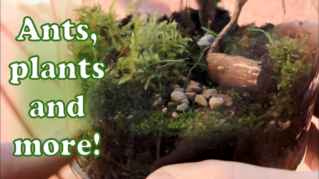 How to Make a DIY Moss Terrarium - Self-Sustaining Ecosystem