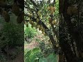 खाने में स्वादिष्ट 😋👍#shortsfeed #jackfruit#jackfruittree#youtubeshorts #viral @koolbhai08
