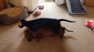 Humping Dog Fail! Humping Dog Fail!