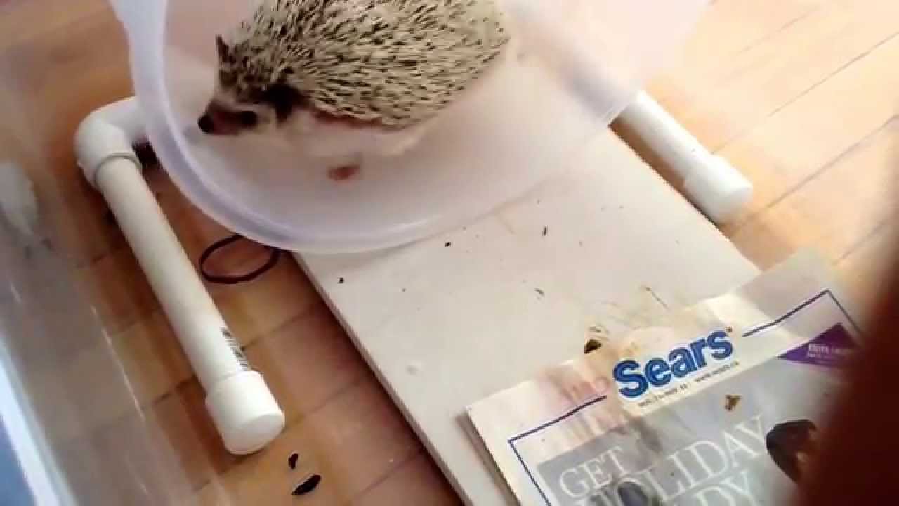 My hedgehog getting use to his wheel YouTube