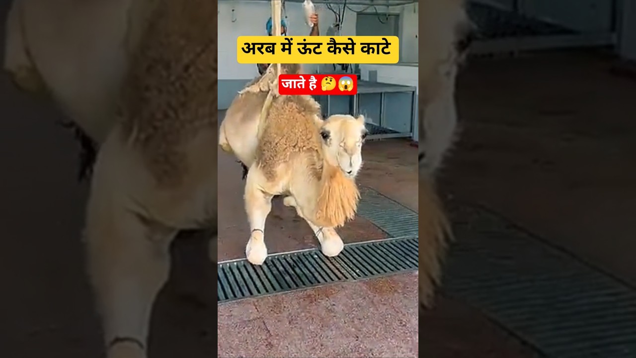 अरब में ऊंट कैसे काटे जाते है 😱 
