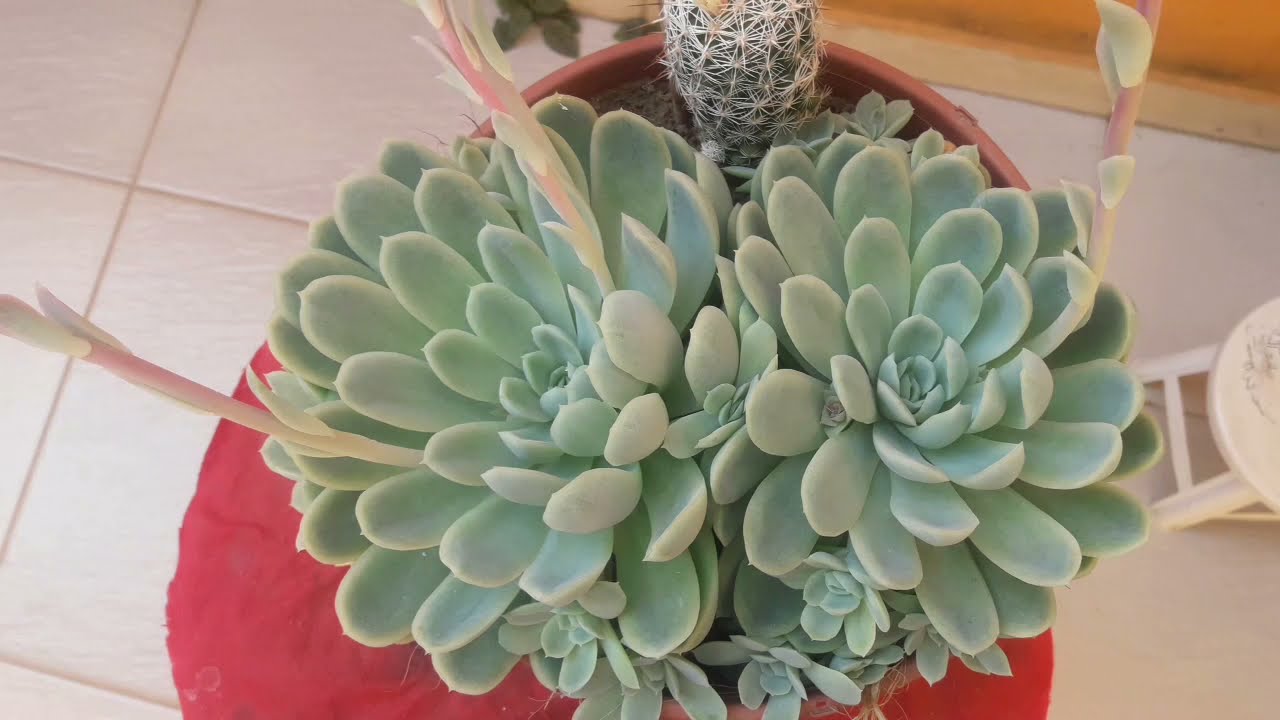 Echeveria Elegans. cuidados e Dicas de Ouro.