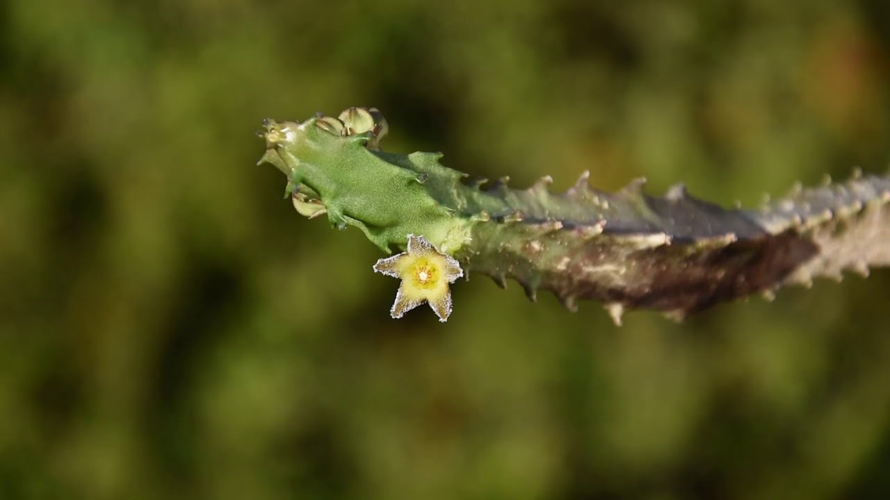 Caralluma burchardii - a stapeliad in bloom