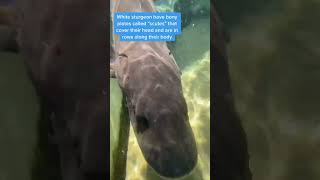 Meet the white sturgeon!