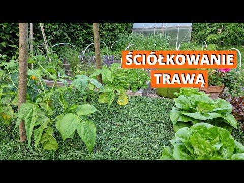 Wideo: Ściółkowanie skoszoną trawą - pomaganie sobie i łóżka