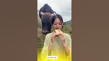 Chú bò hay dỗi || Tui thích cười #shorts #douyin