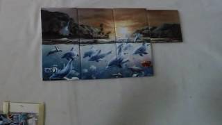 Dolphin Wonderland