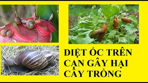 Trừ ốc gây hại cây trồng trên cạn hiệu quả - an toàn