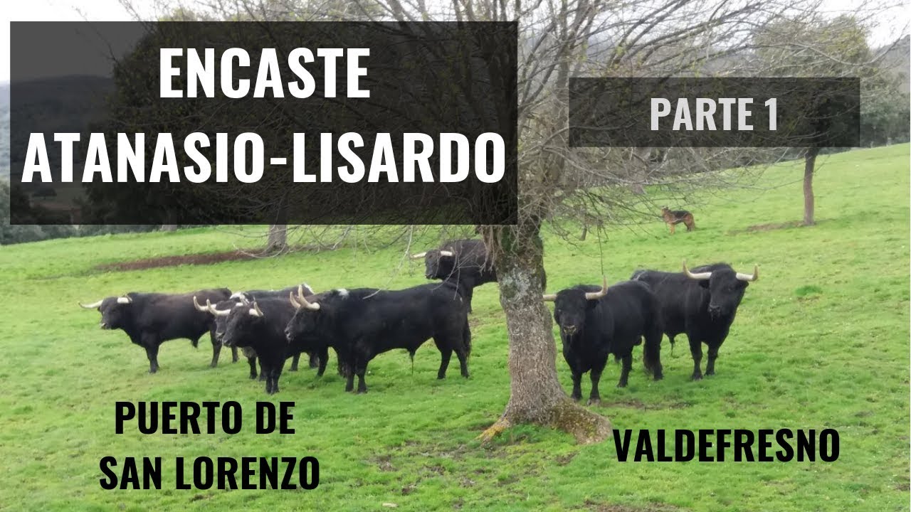 Encastes Taurinos: Características del Encaste Atanasio-Lisardo 1/2