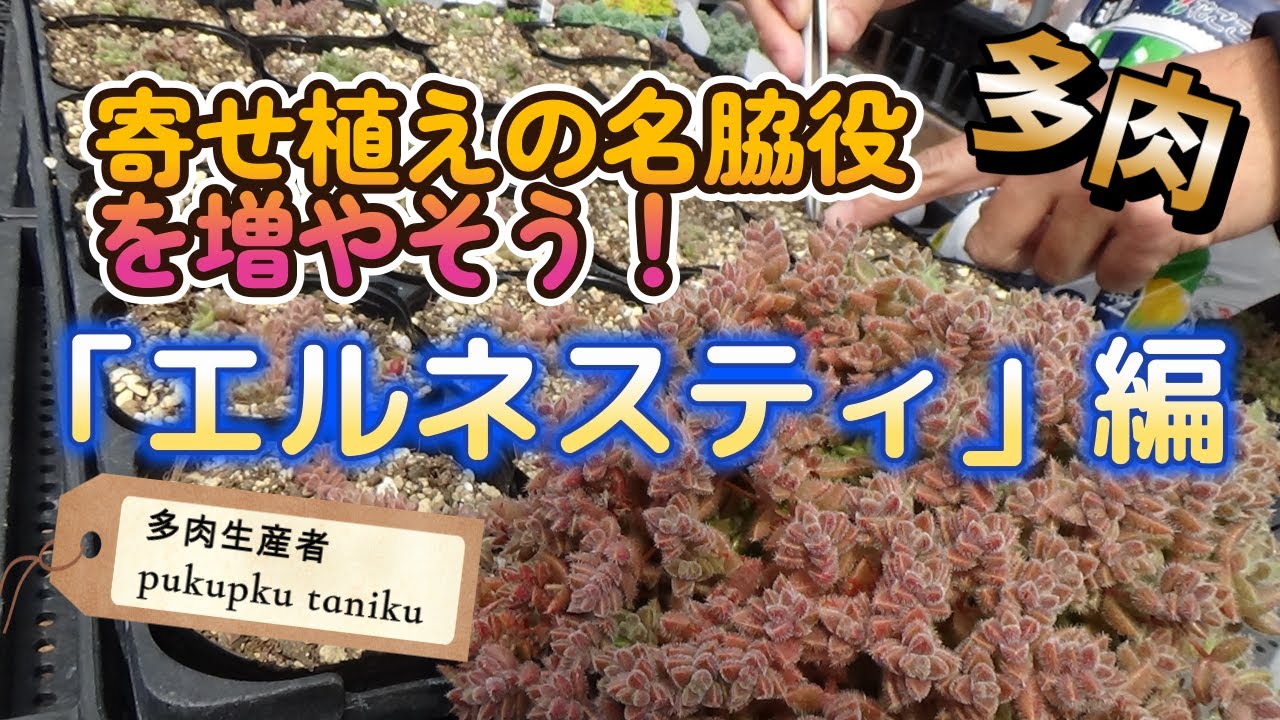 寄せ植えの名脇役を増やそう【エルネスティ編】 多肉生産者「pukupuku