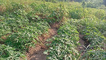 The mistake I did by applying herbicide on my cassava farm