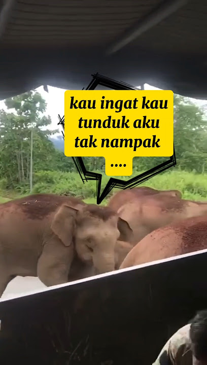 3 tan atm pun dikepung gajah guys 🤣 ‼️kejadian digerik. #ggk #army #tenteradarat #gajah #gerik