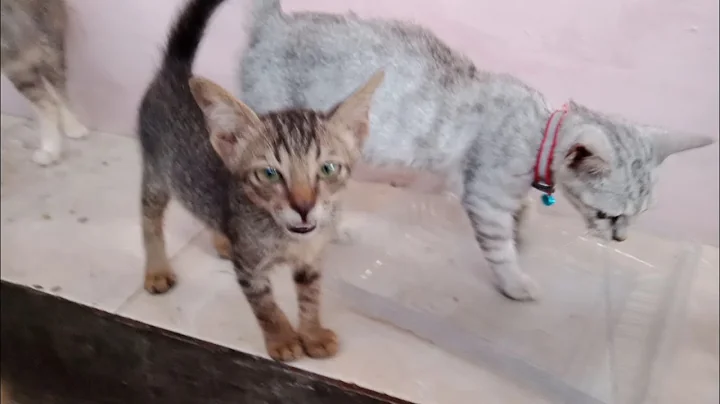 Watch the video about Kittens meowing because they are hungry #hungrycats #meowingcats