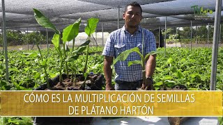 Como es la multiplicacion de semillas de platano harton  TvAgro por Juan Gonzalo Angel Restrepo
