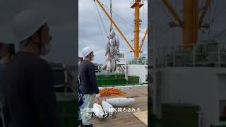 「マグロのまち」3年ぶりに沸く