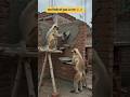 बन्दर मिस्त्री को गुस्सा आ गया 🐒🤣 #funny #comedy #monkey