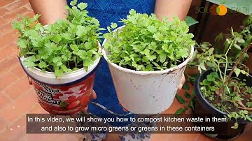 English: Jugaad (Dabba) Composting and Growing in the same container