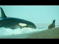 Killer Whales Playing with Their Prey | Trials Of Life | BBC Earth