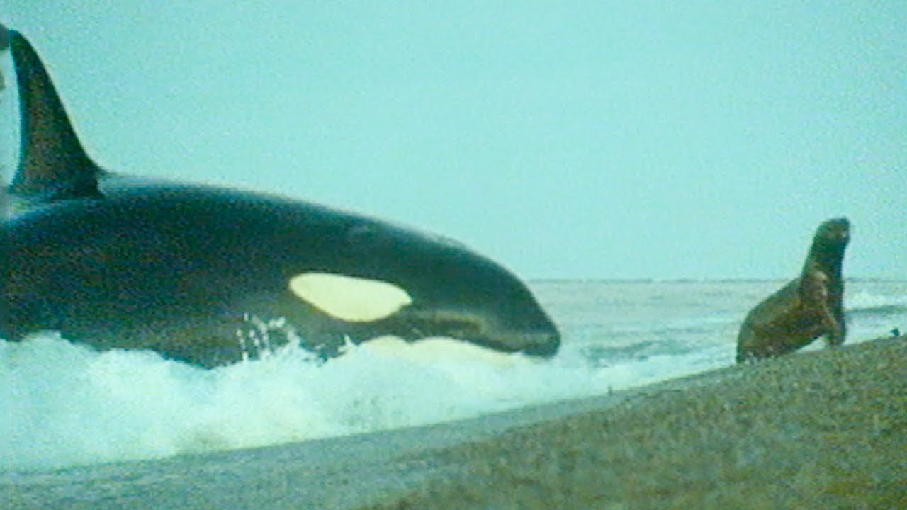 killer whale eating seal