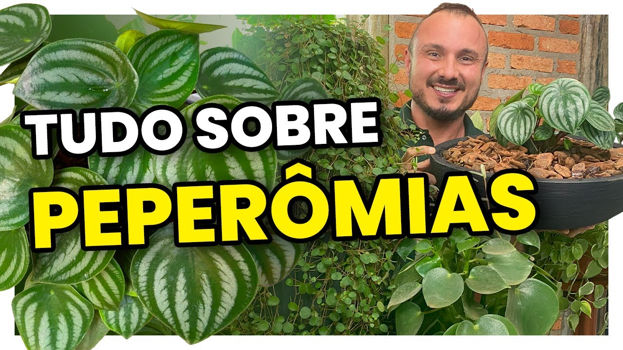 Tudo sobre a PEPERÔMIA | Como plantar e adubar