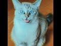 FiJA KOYANMUSIC Bossy Cat Official Video 