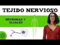 Células del tejido nervioso 🧠 (neuronas y gliales)
