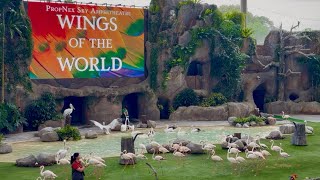 Watching 3500 Birds :The Most UNBELIEVABLE Bird Show in Singapore! Talking Parrot🦜Wings of the World