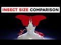 Insects Size Comparison 3D