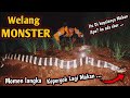 PENANGKAPAN ULAR WELANG RAKSASA RASA KING KOROS! ULAR WELANG TERBESAR DAN TERPANJANG!