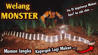 PENANGKAPAN ULAR WELANG RAKSASA RASA KING KOROS! ULAR WELANG TERBESAR DAN TERPANJANG!